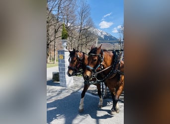Freiberger, Mare, 3 years, 15,1 hh, Brown