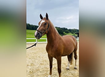 Freiberger, Mare, 3 years, 15,1 hh, Chestnut-Red
