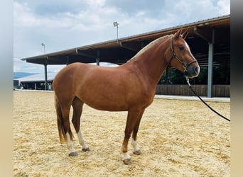 Freiberger, Mare, 3 years, 15,1 hh, Chestnut-Red