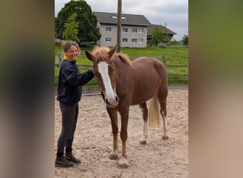 Freiberger, Mare, 3 years, 15,1 hh, Chestnut-Red
