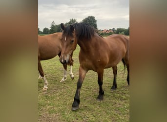 Freiberger, Mare, 3 years, 15,2 hh, Brown