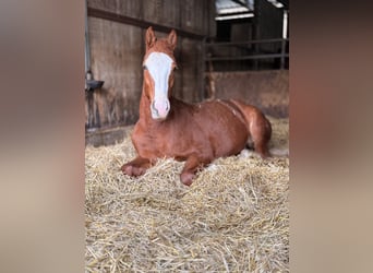 Freiberger, Mare, 3 years, 15,2 hh, Chestnut-Red