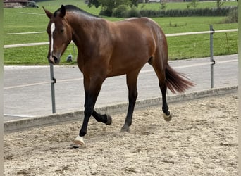 Freiberger, Mare, 3 years, Bay-Dark