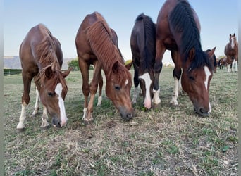Freiberger, Mare, 3 years