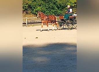 Freiberger, Mare, 4 years, 14.3 hh, Chestnut-Red