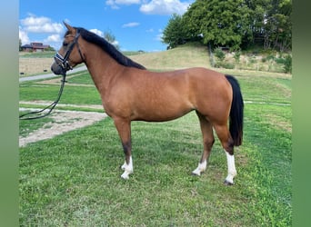 Freiberger, Mare, 4 years, 15.1 hh, Brown