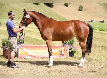 Freiberger, Mare, 4 years, 15.1 hh, Brown