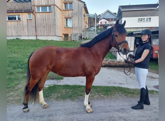 Freiberger, Mare, 4 years, 15.1 hh, Brown