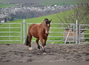 Freiberger Mix, Mare, 4 years, 15.1 hh, Brown