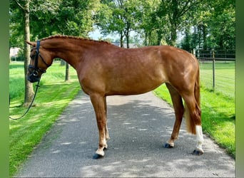 Freiberger, Mare, 4 years, 15.1 hh, Chestnut-Red