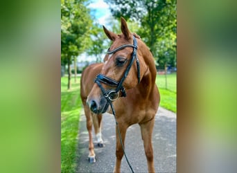 Freiberger, Mare, 4 years, 15.1 hh, Chestnut-Red