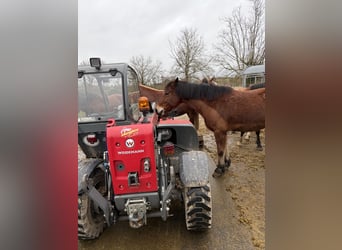 Freiberger, Mare, 4 years, 15.2 hh, Brown