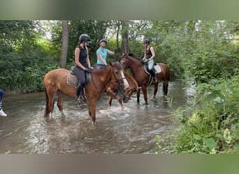 Freiberger, Mare, 4 years, 15.2 hh, Brown
