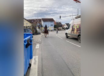 Freiberger, Mare, 4 years, 15.2 hh, Brown