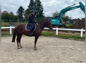 Freiberger, Mare, 4 years, 15.2 hh, Chestnut-Red