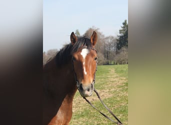 Freiberger, Mare, 4 years, 15 hh, Brown