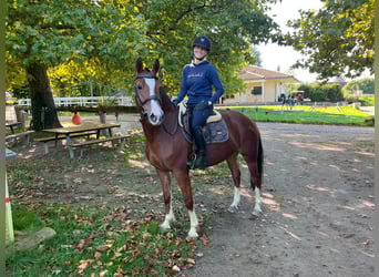 Freiberger, Mare, 4 years, 15 hh, Brown