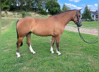 Freiberger, Mare, 4 years, 15 hh, Brown