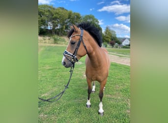 Freiberger, Mare, 4 years, 15 hh, Brown
