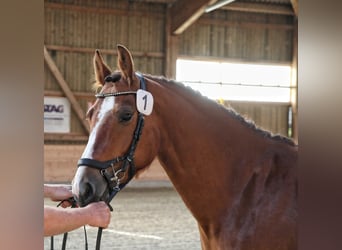 Freiberger, Mare, 4 years, 15 hh, Brown