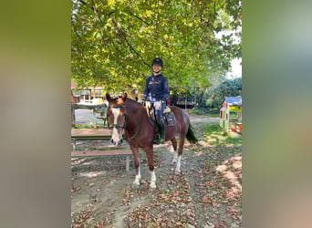 Freiberger, Mare, 4 years, 15 hh, Brown