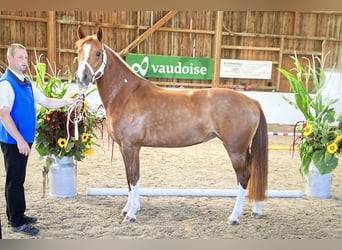Freiberger, Mare, 4 years, 15 hh, Chestnut-Red