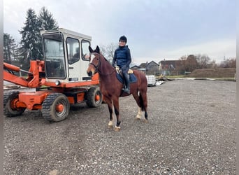 Freiberger, Mare, 4 years, 15,2 hh, Brown