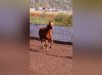 Freiberger, Mare, 4 years, 16 hh, Chestnut-Red