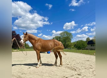 Freiberger, Mare, 5 years, 15.1 hh, Chestnut-Red