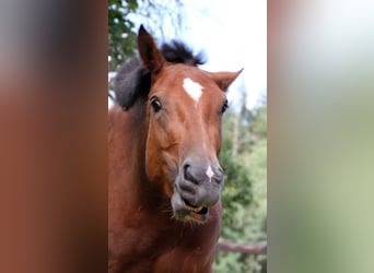 Freiberger, Mare, 5 years, 15.2 hh, Brown
