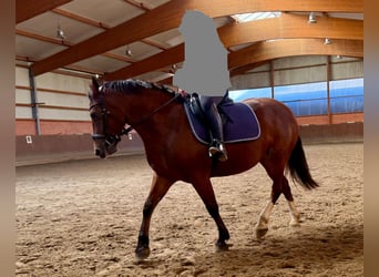 Freiberger, Mare, 5 years, 15.2 hh, Brown