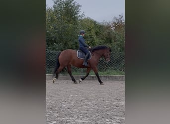 Freiberger, Mare, 5 years, 15.2 hh, Brown