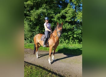 Freiberger, Mare, 5 years, 15.2 hh, Brown-Light