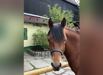 Freiberger, Mare, 5 years, 15.2 hh, Brown