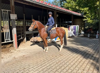 Freiberger, Mare, 5 years, 15 hh, Brown