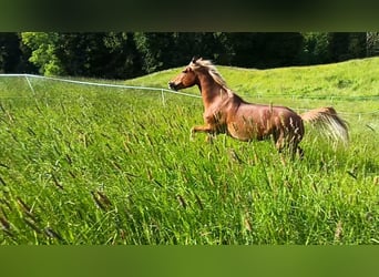 Freiberger, Mare, 5 years, 15,1 hh, Chestnut-Red