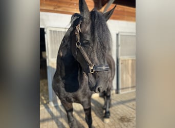 Freiberger, Mare, 5 years, 15,3 hh, Black