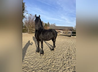Freiberger, Mare, 5 years, 15,3 hh, Black