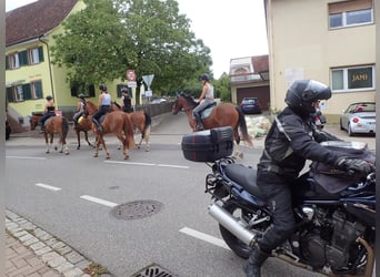 Freiberger, Stute, 5 Jahre