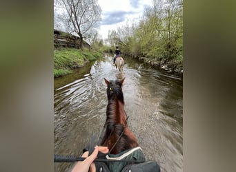 Freiberger, Mare, 6 years, 15.1 hh, Brown