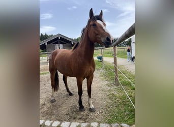 Freiberger, Mare, 6 years, 15.1 hh, Brown