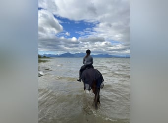 Freiberger, Mare, 6 years, 15.1 hh, Brown