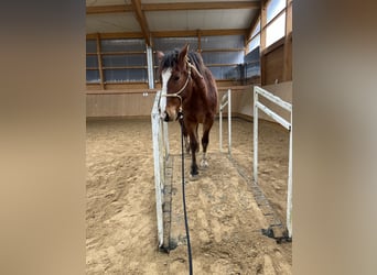 Freiberger, Mare, 6 years, 15.1 hh, Brown