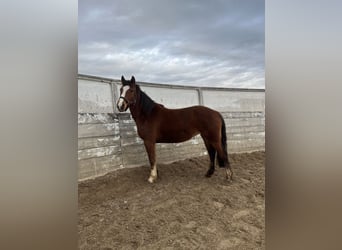 Freiberger, Mare, 6 years, 15.1 hh, Brown