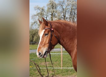 Freiberger, Mare, 6 years, 15,2 hh, Chestnut-Red