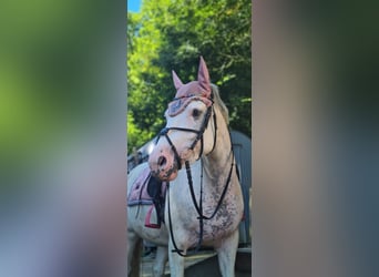 Freiberger Mix, Mare, 7 years, 14,2 hh, Gray