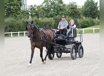 Freiberger, Mare, 7 years, 15.1 hh, Bay-Dark