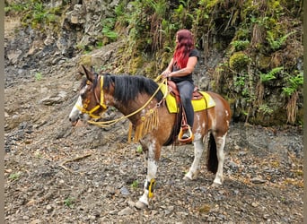 Freiberger Mix, Mare, 7 years, 15.1 hh, Pinto