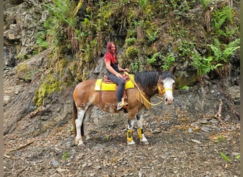 Freiberger Mix, Mare, 7 years, 15.1 hh, Pinto