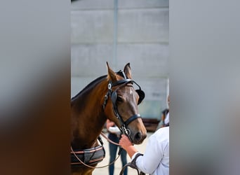 Freiberger, Mare, 7 years, 15.2 hh, Bay-Dark